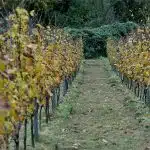 Retro-Art Hotel Lünen angenehm anders Einzigartig im Ruhrgebiet: Weinberg nahe Retro-Art-Hotel Lünen